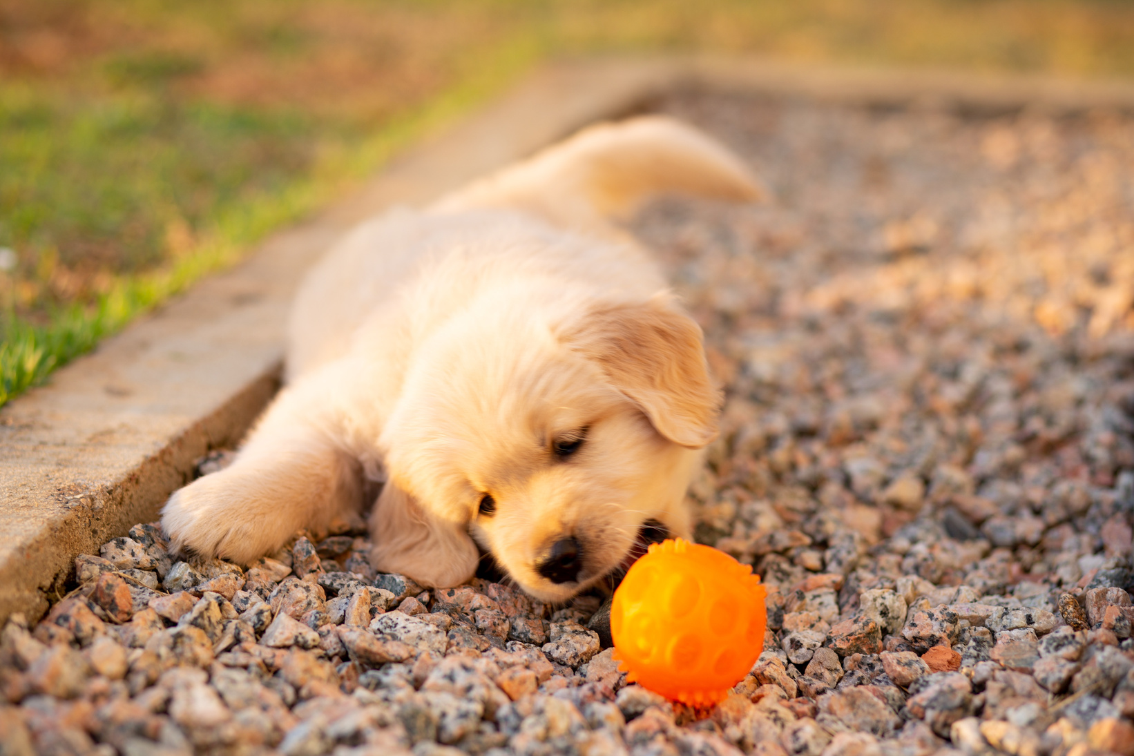 Golden Retriever Puppy Playing with a Ball